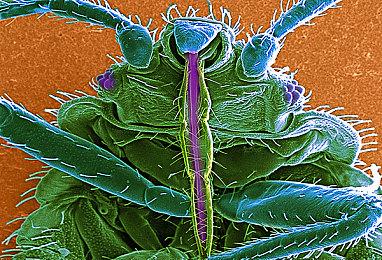 外媒精选2010年代值得重制的游戏 《生化危机6》在列